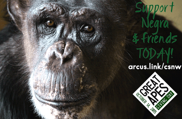 Negra Great Apes Giving Day