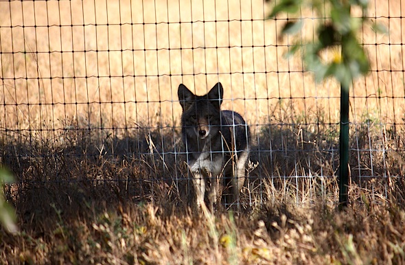web_coyote_dig_pears_fence_IMG_8421