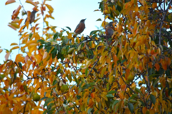 web_robins_orchard_treetop_autumn_IMG_8437