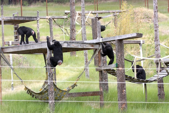 chimpanzees climbing