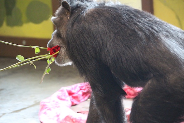web_Annie_multiple_roses_in_mouth_enrichment_Valentines_Day_PR_IMG_9090