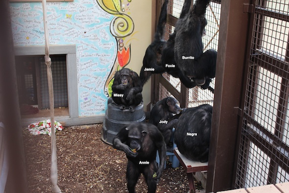 web_All_chimps_hang_caging_sit_ground_dinner_GH_kh_IMG_3089