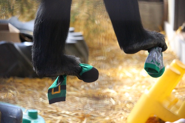 web_Jamie_feet_hold_whole_apples_in_socks_st_patricks_day_party_GH_aw_IMG_0083
