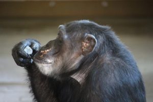 Missy eating ice