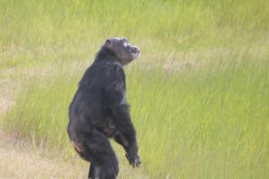 Negra standing and looking