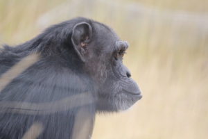 Jody profile