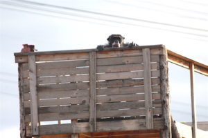 Burrito lookout