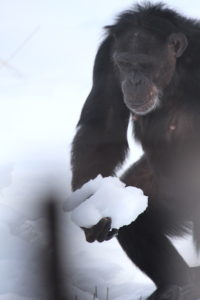 jamie carry snow