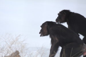 profiles of jody and annie