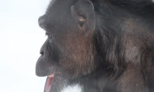 jody profile close-up
