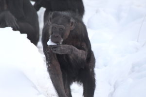 jody eating snow