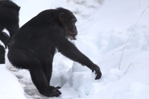 missy gathering snow