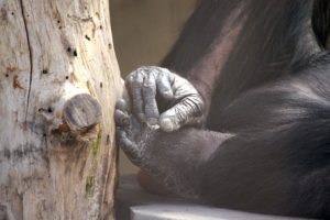 jody toes 2