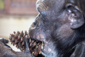 Jamie eating pine cone 2
