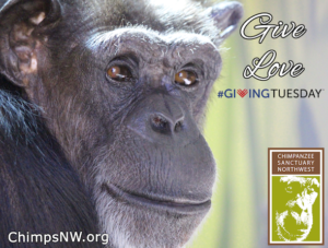 Annie Giving Tuesday