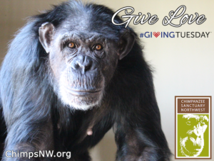 jamie givingtuesday