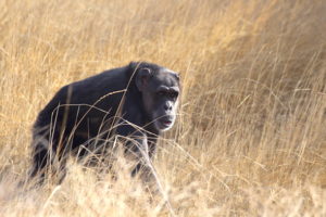 Jody in fall grass