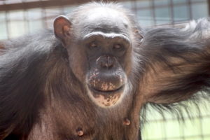 negra