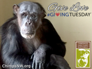 Negra Giving Tuesday