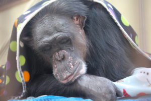 Negra sleeping