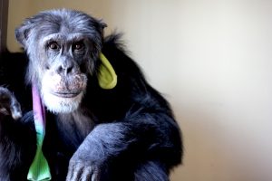 chimpanzee burrito