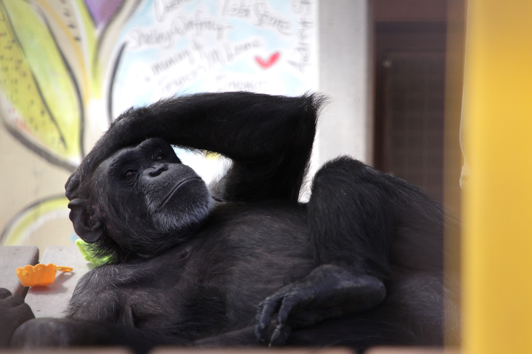 Huge fan of Bonobo: I think you might appreciate my office cubicle