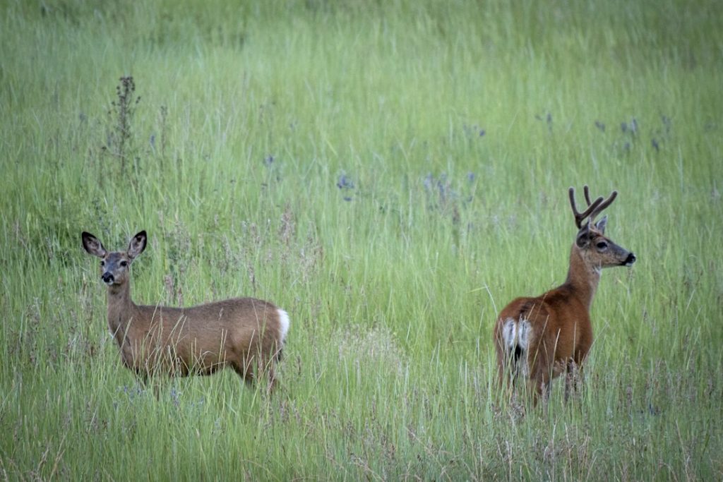 Fawns and Fledglings (and Chimps)