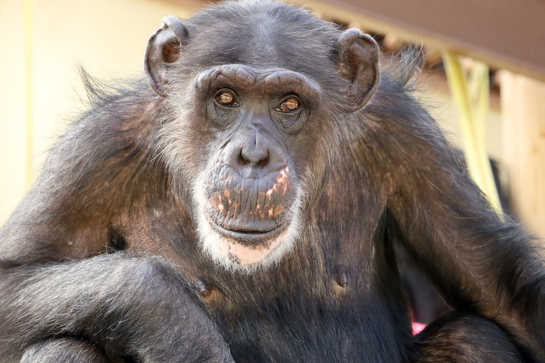 myrtle beach safari chimps