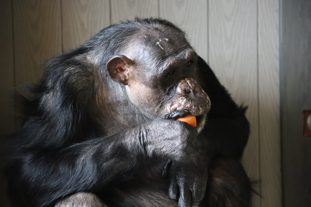 Foxie Archives - Chimpanzee Sanctuary Northwest